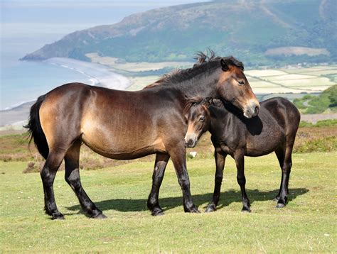 Most Unique Horse Breeds In Existence You Need to See to Believe