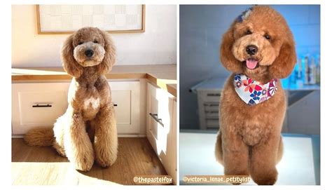 What Is Teddy Bear Cut: A Furry Friends Perfect Style!