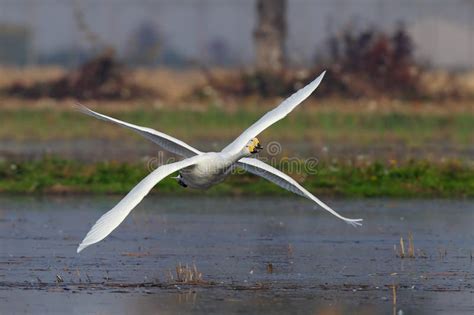 Swan with four wings stock image. Image of swan, birds - 30422075