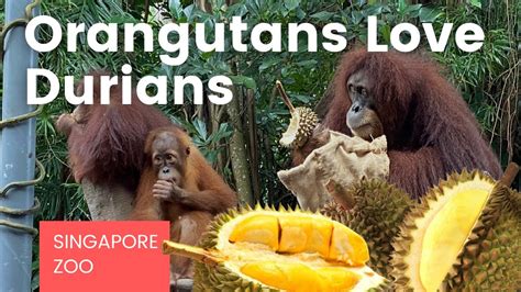 Orangutans Eating Durian Fruit at Singapore Zoo - YouTube