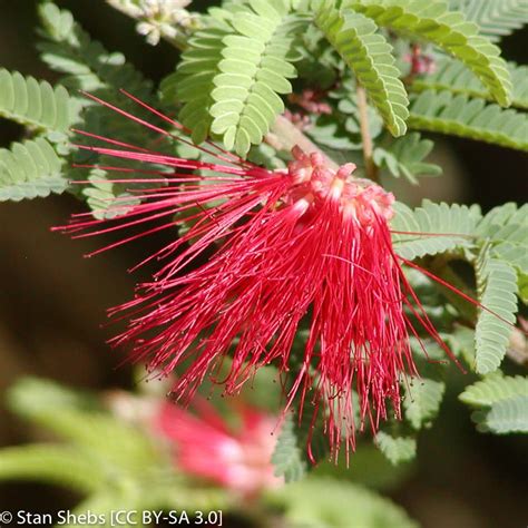 Calliandra californica (Baja Fairy Duster) | California Native Seeds from CNPS-SD