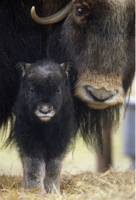 SO cute -- baby ox with his mama