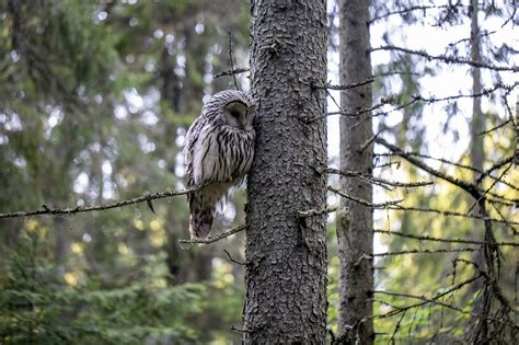 Ural Owl Bird Of Prey - Free photo on Pixabay - Pixabay