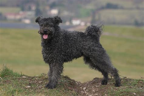 Pumi Dog Breed Information