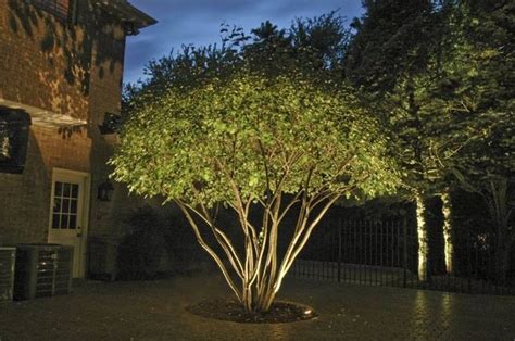 Uplight at base of multi-stemmed tree creates a fountain of light ...