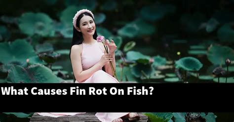 What Causes Fin Rot On Fish? [2024 Guide] - Gold Koi Fish