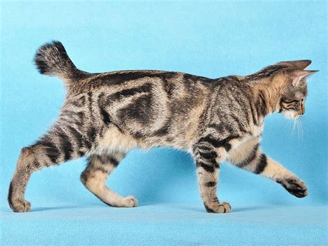 Kurilian Bobtail - Cat Breed Guide | Spot