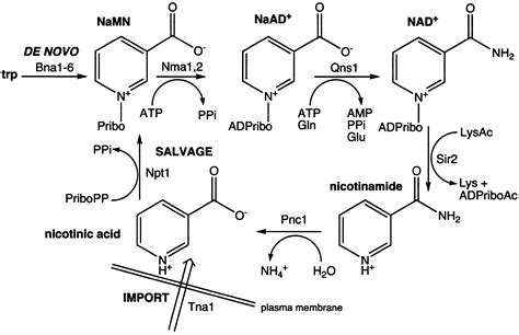 Nicotinamide Riboside Dosage: Unlocking the Benefits of NAD+ Precursor ...