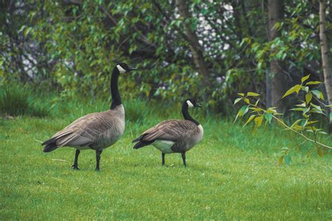 Two Canadian Geese On Green Grass · Free Stock Photo