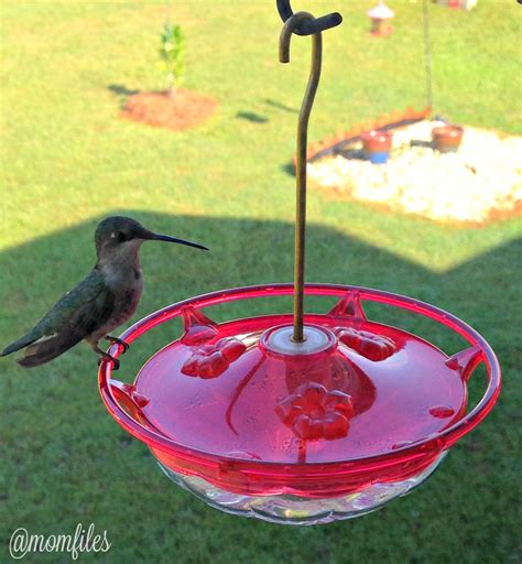 The Best Hummingbird Feeder You Can Buy | Mom Files