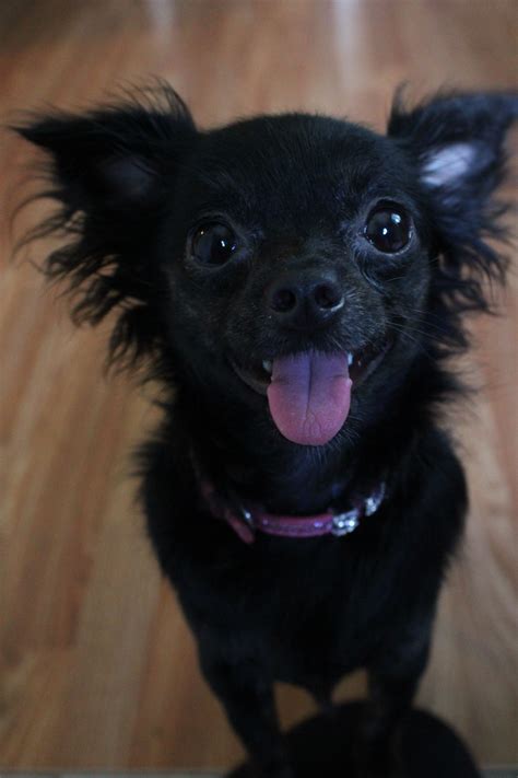 Black Chihuahua Mix Breeds - Pets Lovers