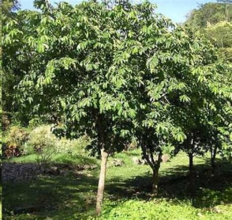 Annona muricata - Soursop - The Seed Vine