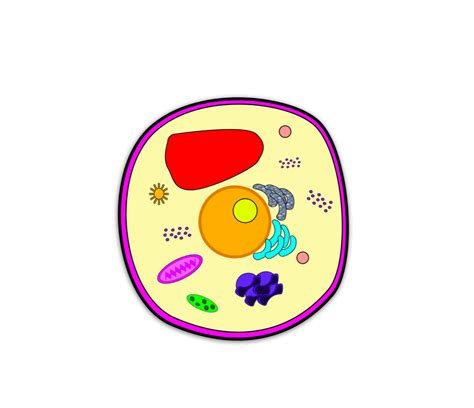 Cell Theory & Organelles- Standard 7.LS1.1 Diagram | Quizlet