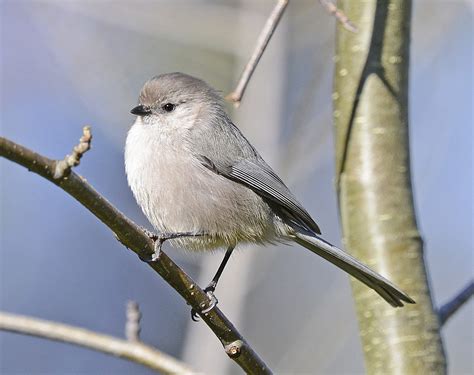 BIrd of the Winter Season – Black Hills Audubon Society