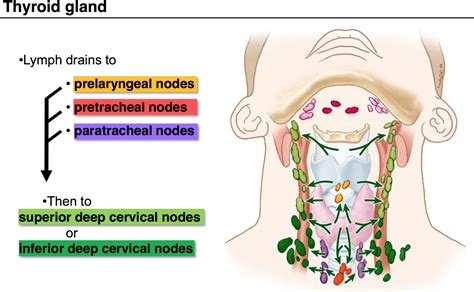 09. Anatomy G54 Neck 2 (Terms from Anatomy G54 Neck II LordFred ...