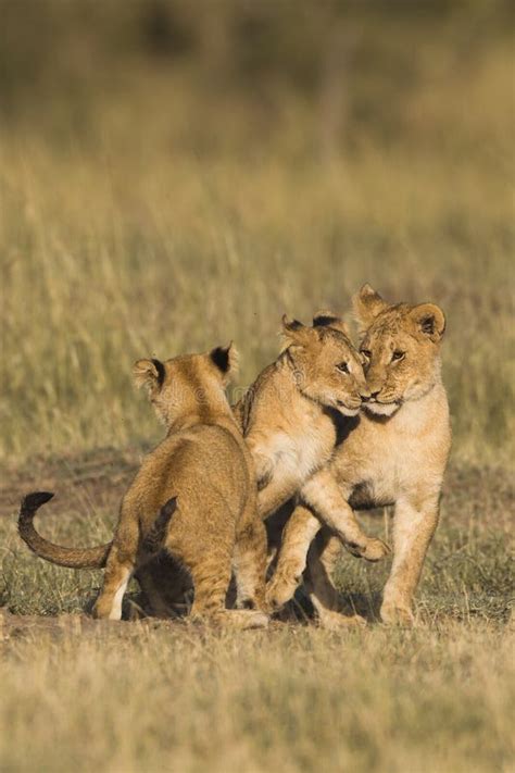 African lion cubs stock photo. Image of savanna, wildlife - 38377924