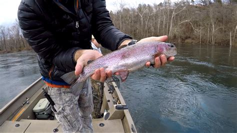 Lilley's Lake Taneycomo Fishing Report, February 11 - Taneycomo fishing reports - OzarkAnglers ...