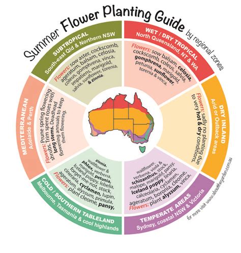 Summer flower planting guide by regional zones Australia – About The Garden Magazine