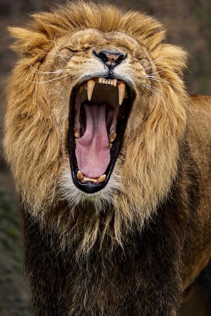 Premium Photo | Closeup of a lion roaring