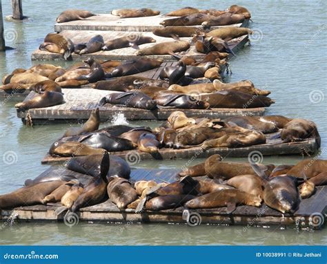 Sea Lions at Fisherman S Wharf in San Francisco Stock Image - Image of lighthouse, resting: 10038991