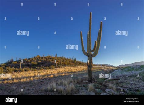 Saguaro cactus, Arizona USA Stock Photo - Alamy