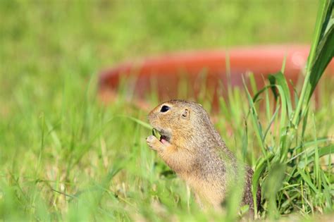 How to Get a Squirrel Out of Attic: Tips in Keeping Your Attic Squirrel ...