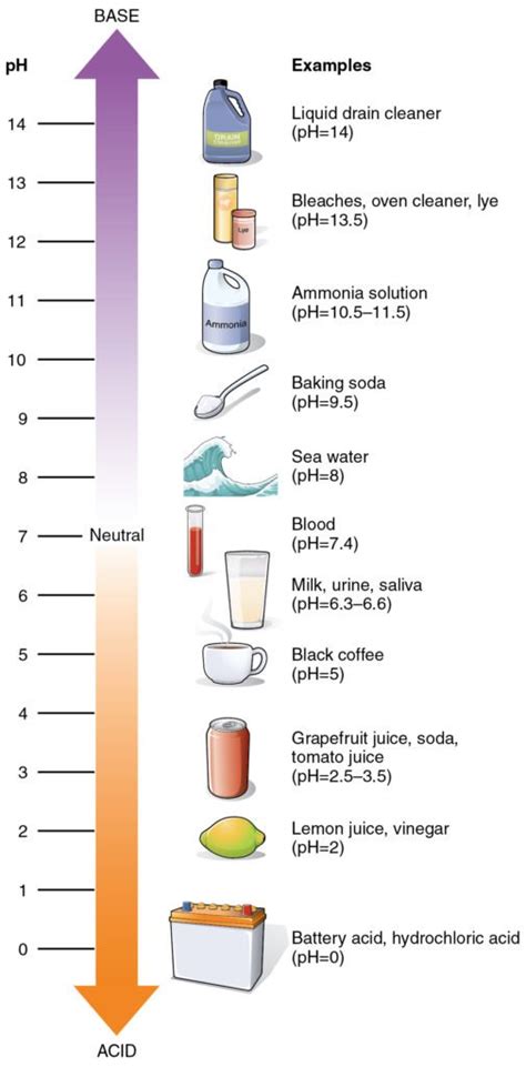 Gastric Acid Ph