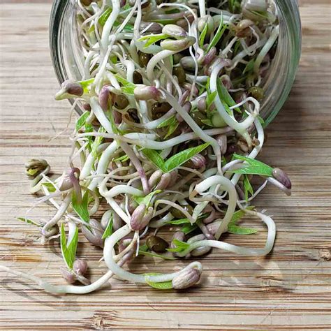 Mung Bean Sprouting Seeds | Terroir Seeds