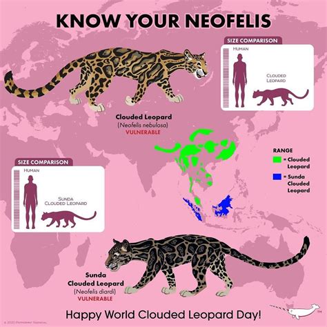 Peppermint Narwhal Creative on Instagram: “Happy World Clouded Leopard Day! To celebrate, we ...