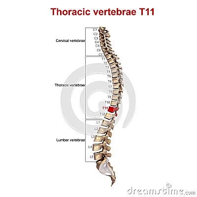 Thoracic Vertebrae T11 Stock Photography | CartoonDealer.com #81703988