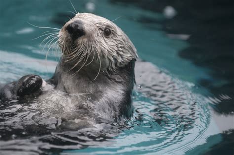 Southern sea otter -- The Oregon Zoo's endangered species :: The Oregonian