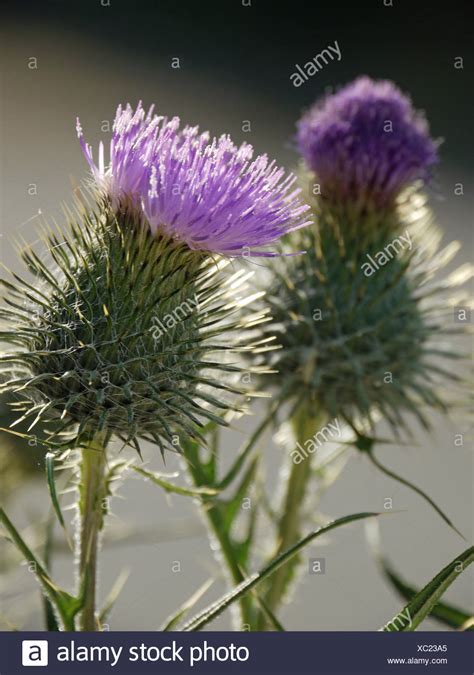 Thorny Plants Stock Photos & Thorny Plants Stock Images - Alamy