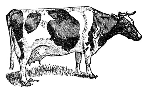 Holstein Cow | ClipArt ETC