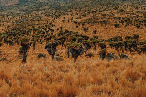 The Scenic Landscapes of Mount Kenya, Kenya Stock Image - Image of travel, scenic: 125056589