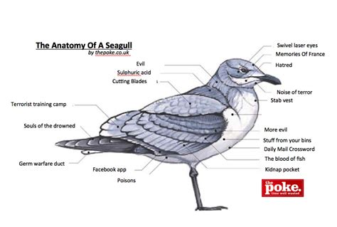 The Anatomy Of A Seagull - The Poke