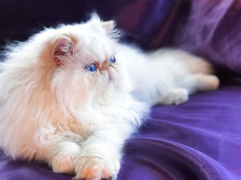 Persian Kitten for sale in California: Persian Cat Breeders - Cat Queries