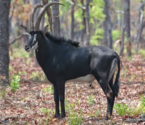 Palanca-Negra-Gigante, o Animal Símbolo de Angola - Angolando