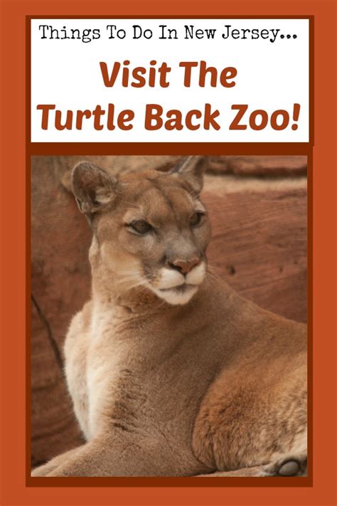 Visit the Turtle Back Zoo! - Things to Do In New Jersey