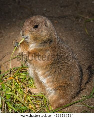 Baby Gophers Stock Photos, Images, & Pictures | Shutterstock