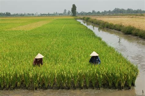 Vietnam Tells Some Rice Farmers to Plant Early on Drought Risks - Bloomberg