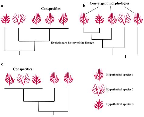 Diversity | Free Full-Text | Using Molecular-Assisted Alpha Taxonomy to Better Understand Red ...