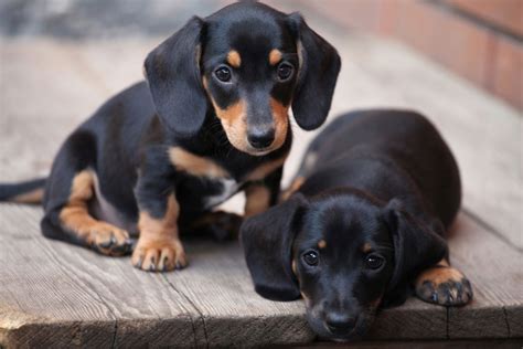 15 Of The Most Common Dachshund Traits - I Love Dachshunds