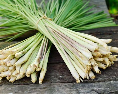 How to Harvest Lemongrass Without Killing the Plant – DerivBinary.com