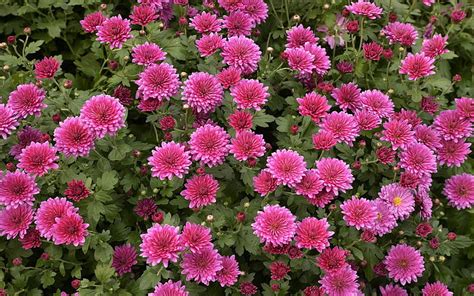 Pink Chrysanthemums, chrysanthemums, flowers, nature, pink, HD ...