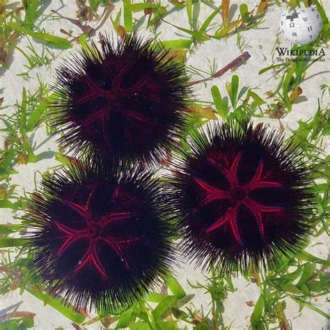 Red sea urchin - Moalboal Reef Species