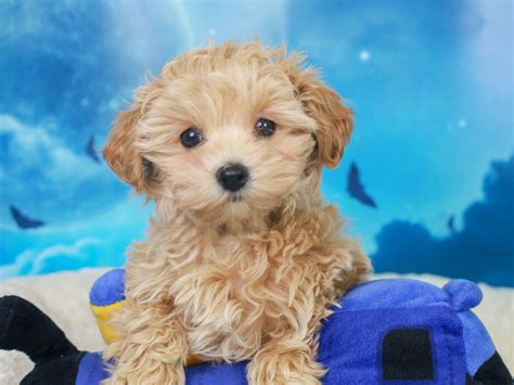 Maltipoo Puppy | Puppies for sale, Maltipoo puppy, Puppies