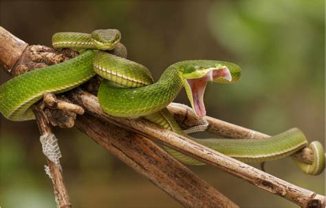 Bamboo Viper - Trimeresurus albolabris — HongKongSnakeID.com