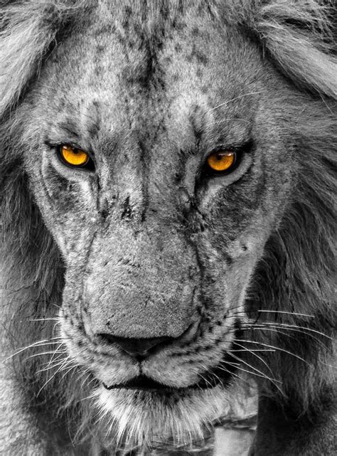 Eye of the Lion | Lion photography, Lion images, Lion