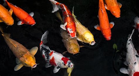 The Best Tank Mates for Your Koi Fish: A Comprehensive Guide