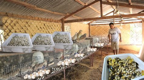 QUAIL FARMING -The secret on how to produce thousands of eggs everyday